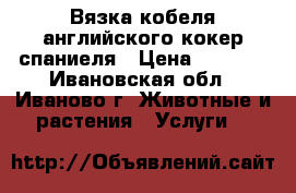 Вязка кобеля английского кокер спаниеля › Цена ­ 2 000 - Ивановская обл., Иваново г. Животные и растения » Услуги   